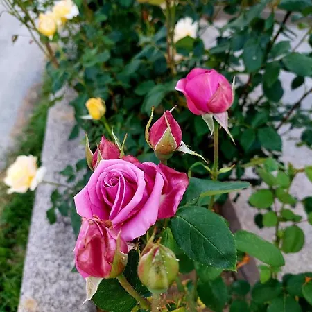 Дом отдыха Sarajevo Flower Garden *