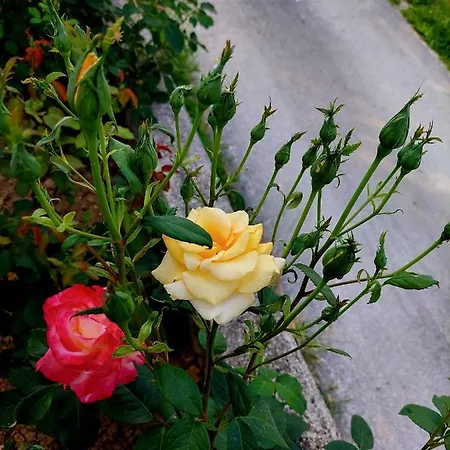 Дом отдыха Sarajevo Flower Garden