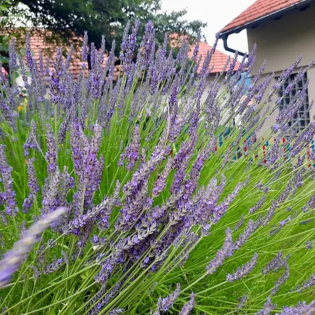 Дом отдыха Sarajevo Flower Garden *