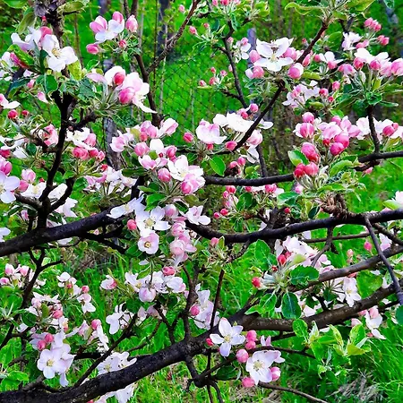 Sarajevo Flower Garden * Vogosca
