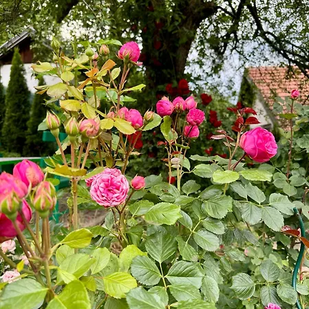 Sarajevo Flower Garden Дом отдыха Vogosca