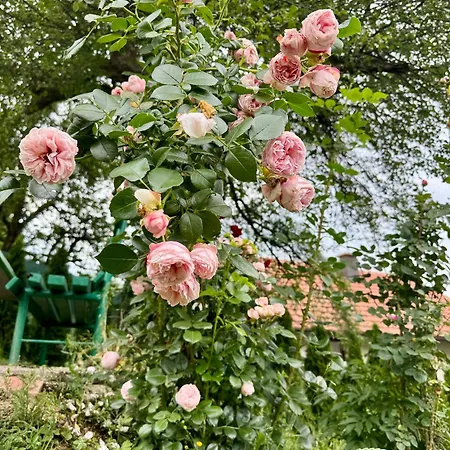 Sarajevo Flower Garden Дом отдыха Vogosca