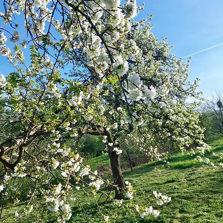 Дом отдыха Sarajevo Flower Garden