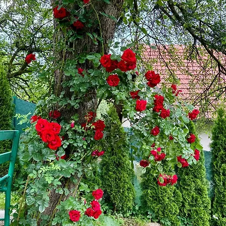 Sarajevo Flower Garden Дом отдыха