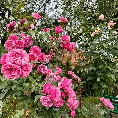 Sarajevo Flower Garden Дом отдыха Vogosca